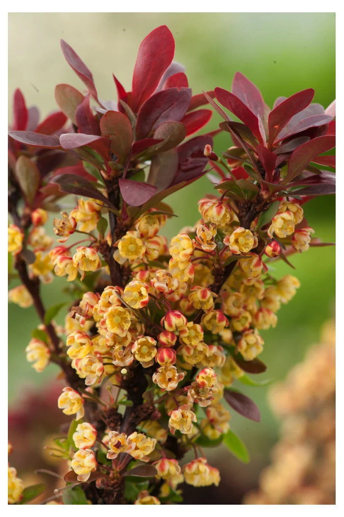 Berberys Thunberga 'Bagatelle' | Berberis thunbergii