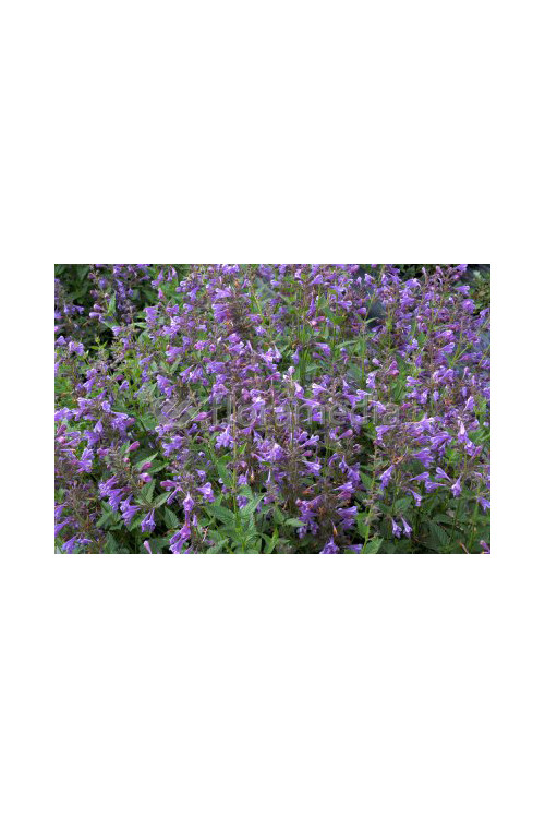 Kocimiętka Faassena 'Blue Dragon' Nepeta faassenii