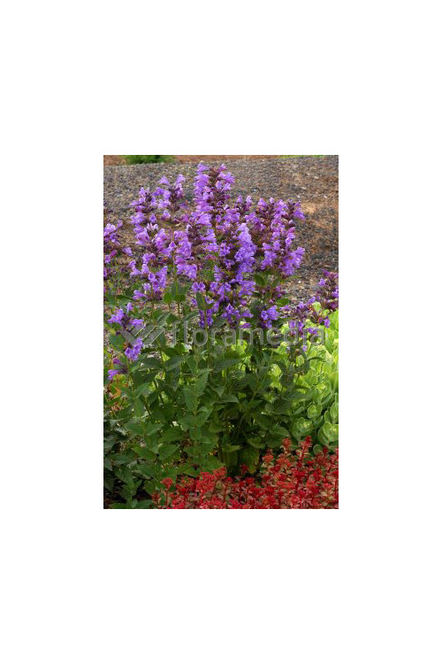 Kocimiętka Faassena 'Blue Dragon' Nepeta faassenii