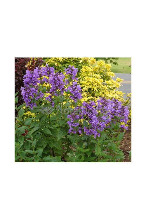 Kocimiętka Faassena 'Blue Dragon' Nepeta faassenii