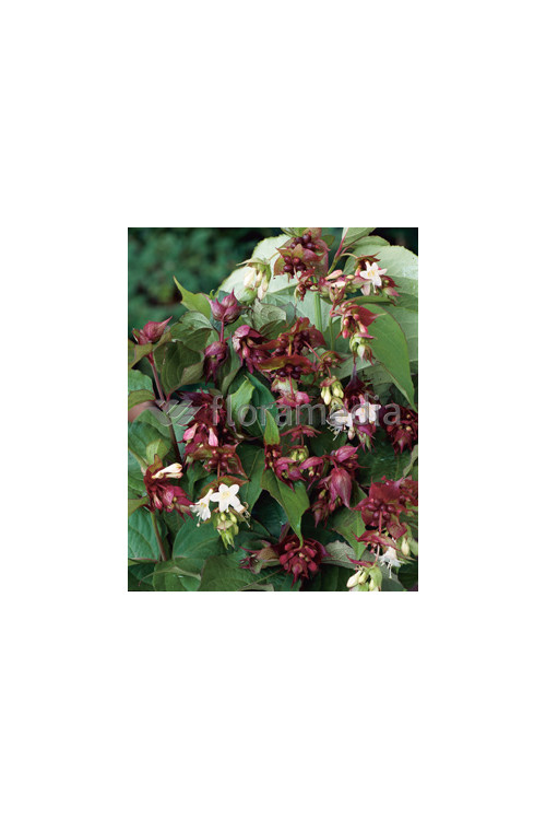 Leycesteria piękna 'Purple Rain' Leycesteria formosa