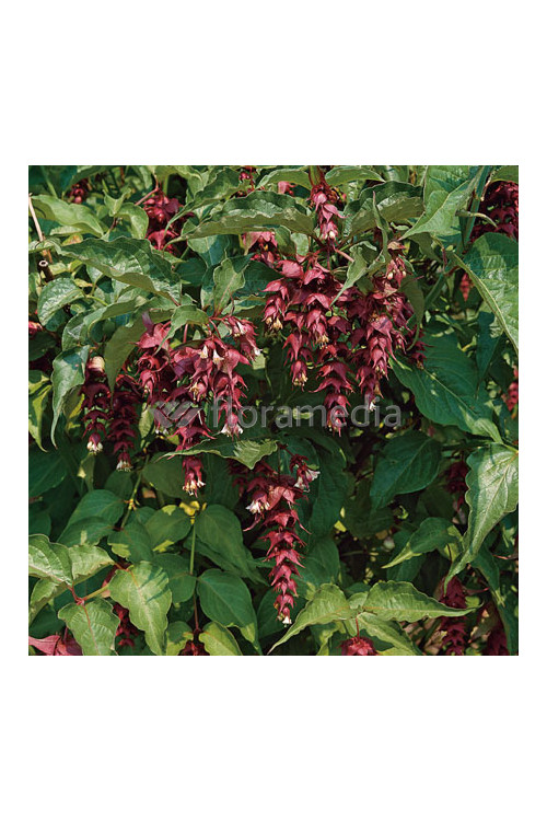 Leycesteria piękna 'Purple Rain' Leycesteria formosa