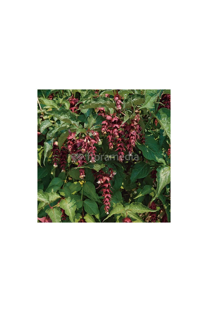 Leycesteria piękna 'Purple Rain' Leycesteria formosa