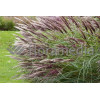 Miskant chiński 'Red Chief' | Miscanthus sinensis