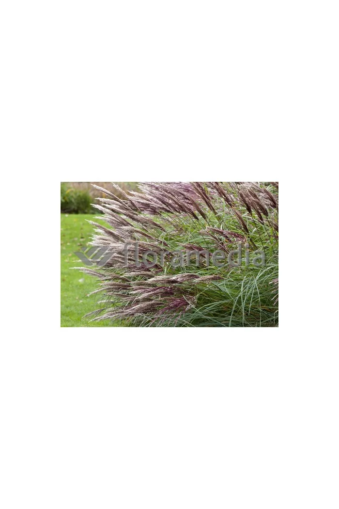 Miskant chiński 'Red Chief' | Miscanthus sinensis