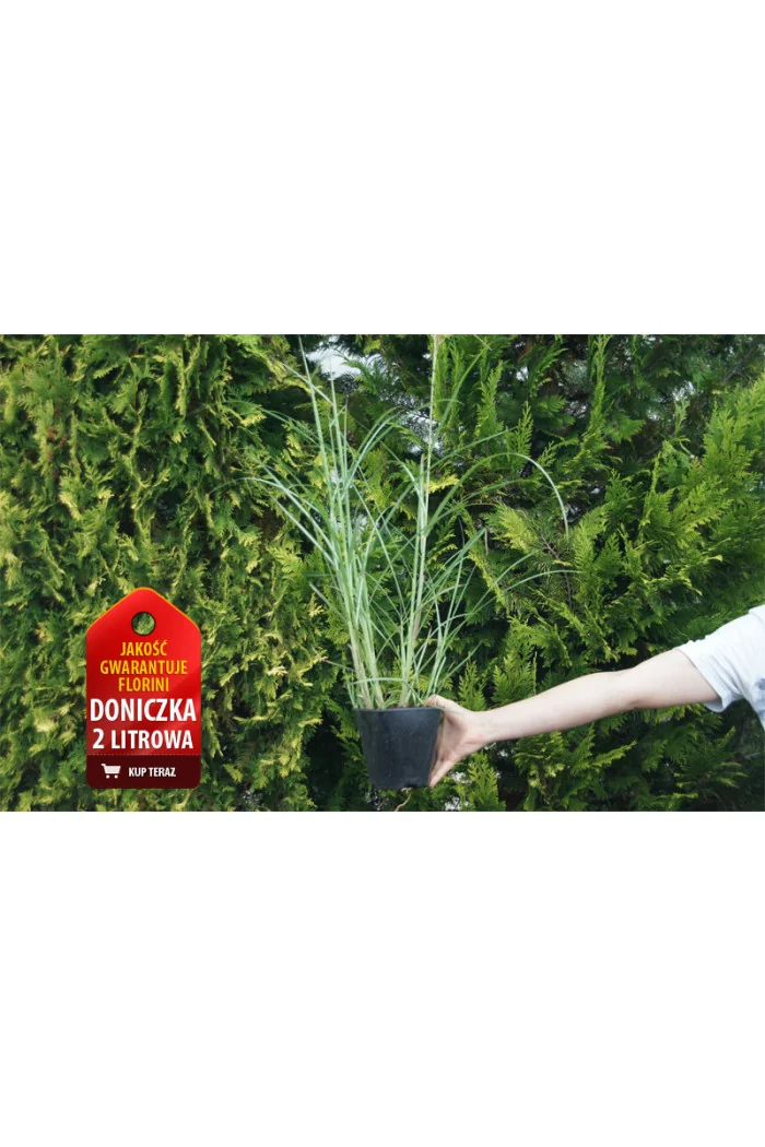 Miskant chiński 'Red Chief' | Miscanthus sinensis