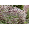 Miskant chiński 'Red Chief' | Miscanthus sinensis