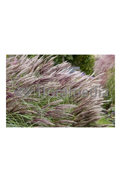 Miskant chiński 'Red Chief' | Miscanthus sinensis