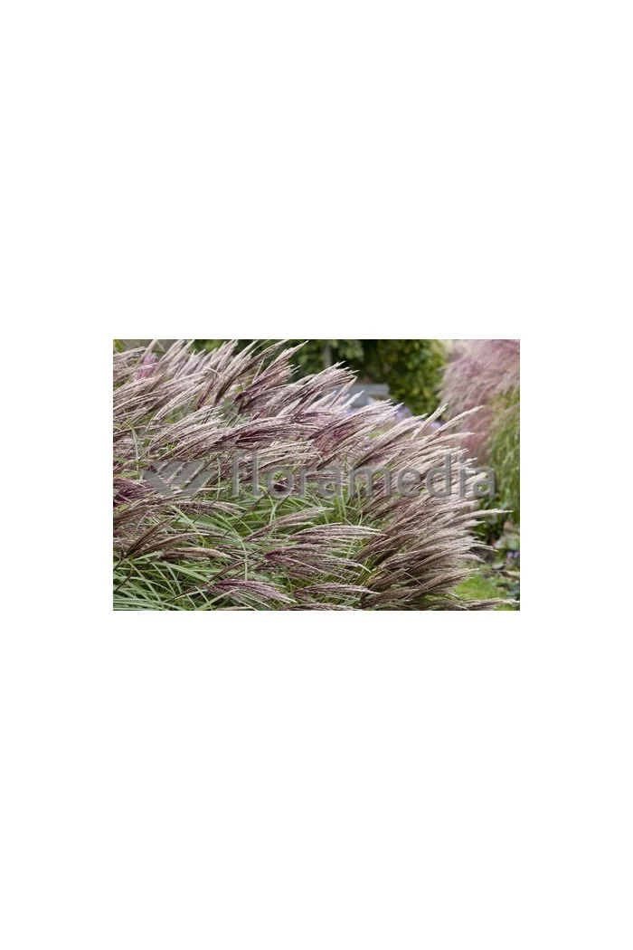 Miskant chiński 'Red Chief' | Miscanthus sinensis