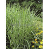 Miskant chiński 'Strictus Dwarf' | Miscanthus sinensis