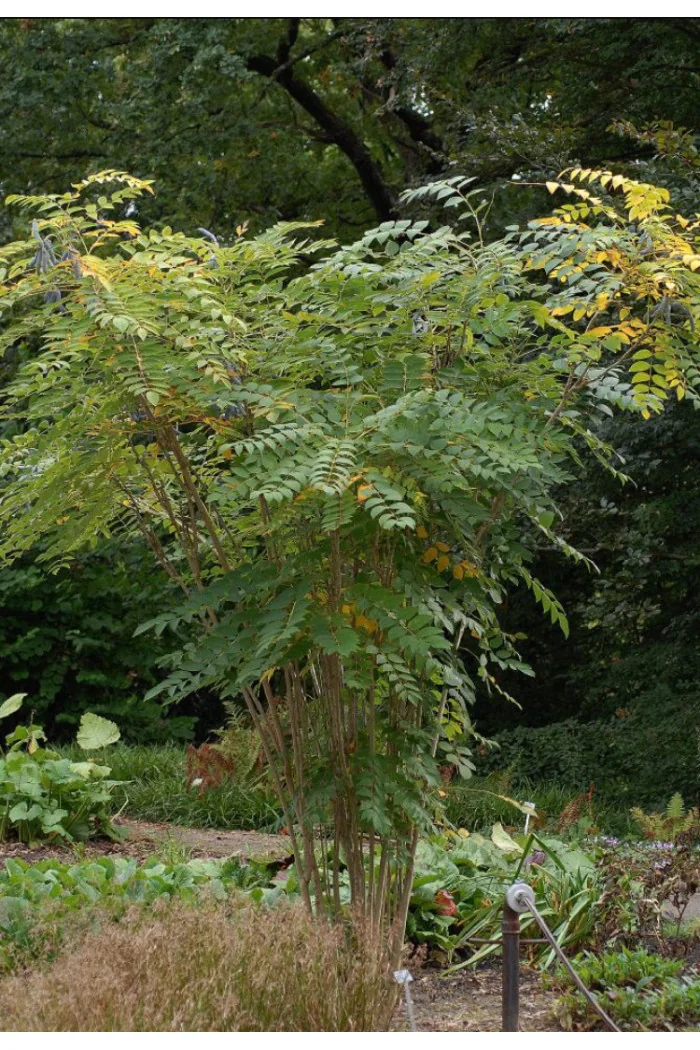 Palecznik chiński Decaisnea fargesii