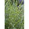 Miskant chiński 'Strictus Dwarf' | Miscanthus sinensis