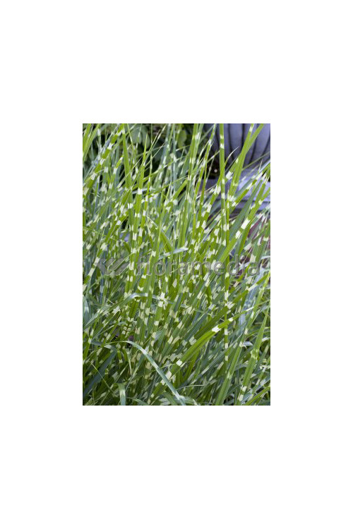 Miskant chiński 'Strictus Dwarf' | Miscanthus sinensis