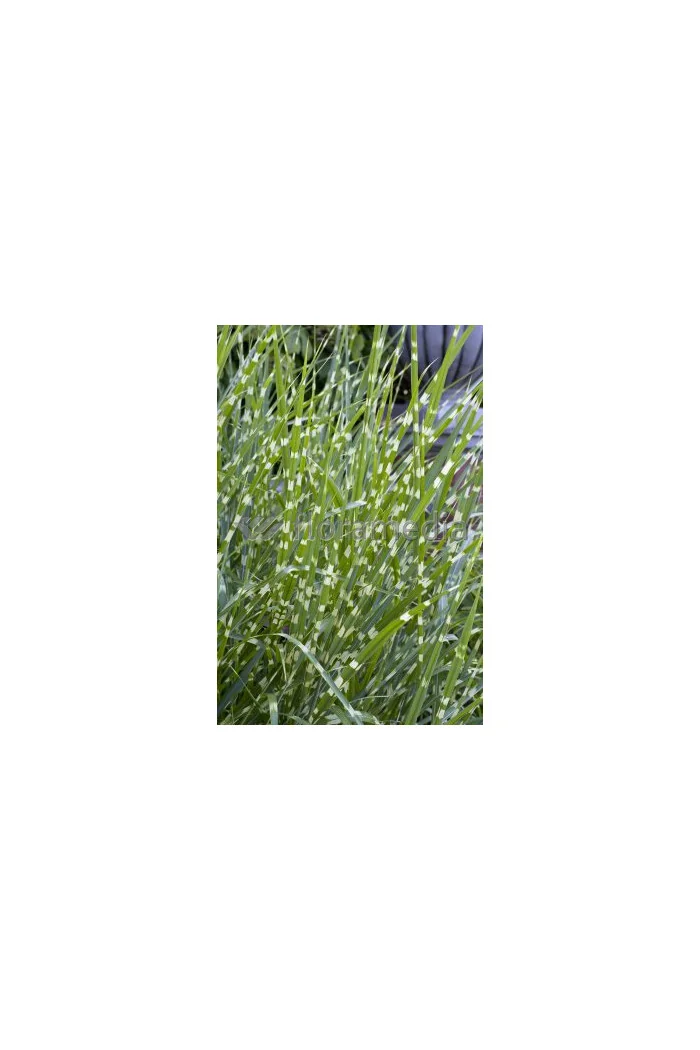 Miskant chiński 'Strictus Dwarf' | Miscanthus sinensis