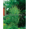 Miskant chiński 'Strictus Dwarf' | Miscanthus sinensis