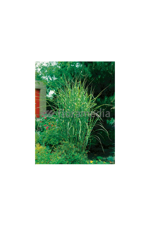 Miskant chiński 'Strictus Dwarf' | Miscanthus sinensis