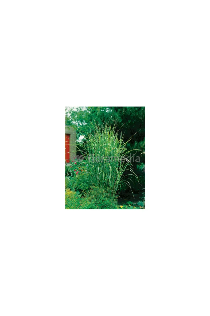 Miskant chiński 'Strictus Dwarf' | Miscanthus sinensis