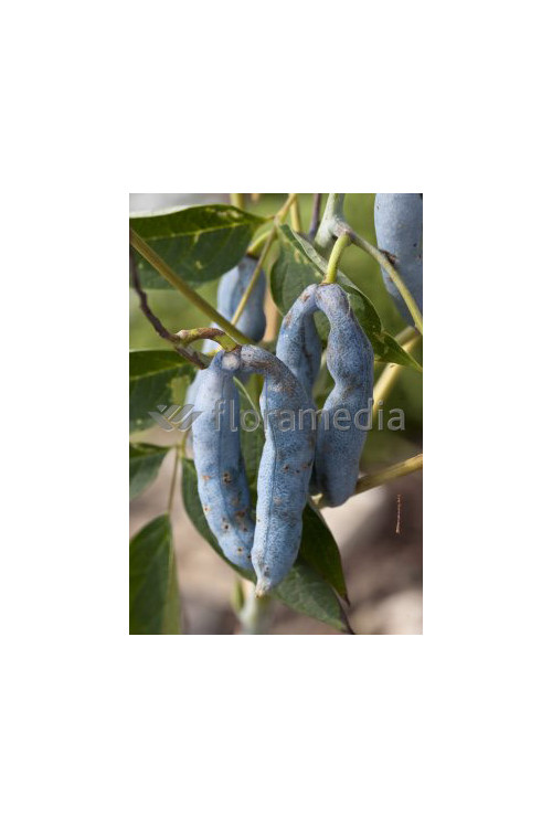 Palecznik chiński Decaisnea fargesii