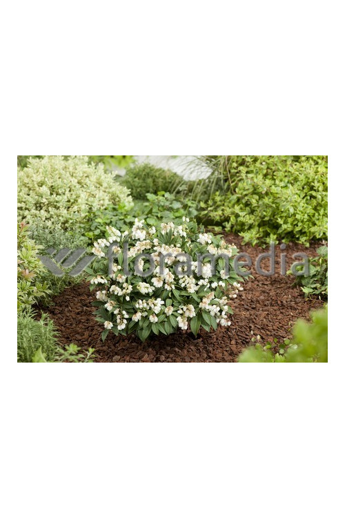 Pieris japoński 'Cupido' Pieris japonica