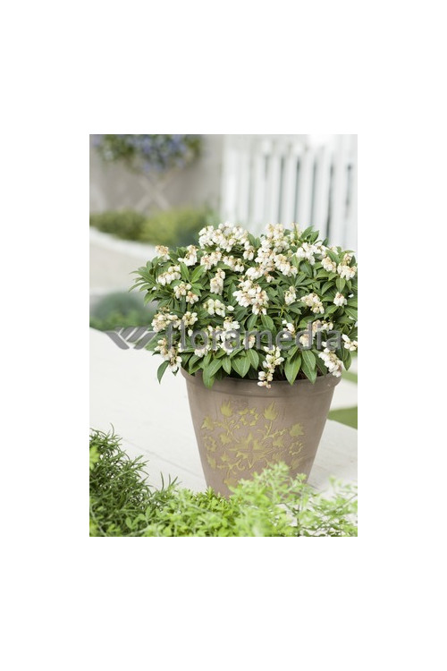 Pieris japoński 'Cupido' Pieris japonica