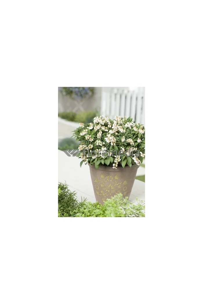 Pieris japoński 'Cupido' Pieris japonica