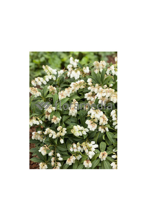Pieris japoński 'Cupido' Pieris japonica