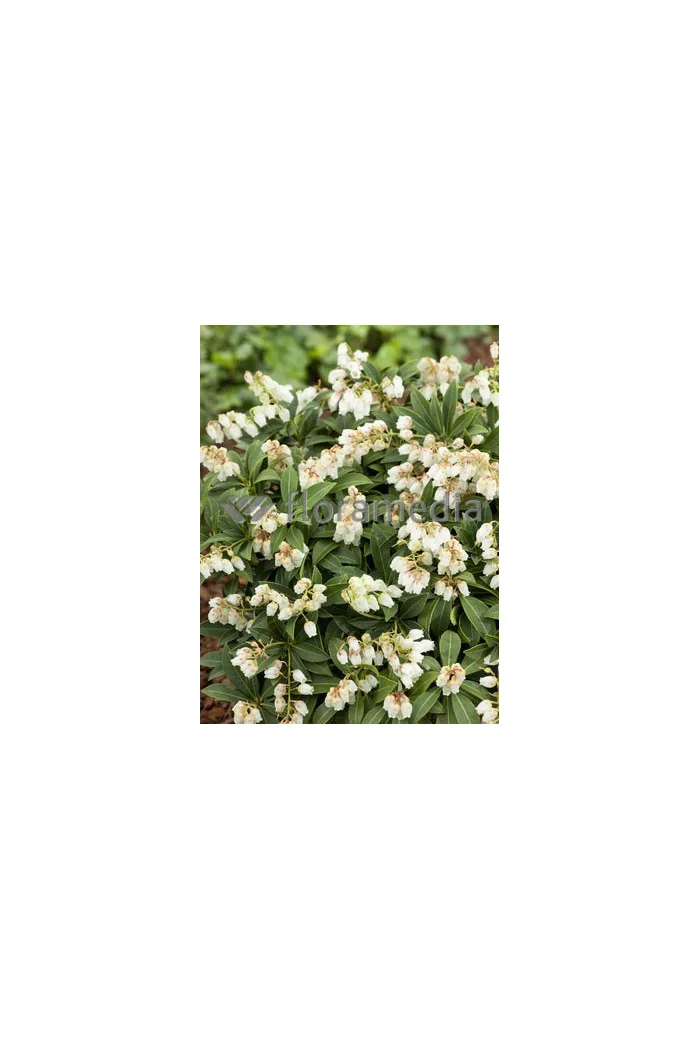 Pieris japoński 'Cupido' Pieris japonica