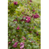 Śnieguliczka Doorenbosa 'Magic Berry' Symphoricarpos × chenaultii