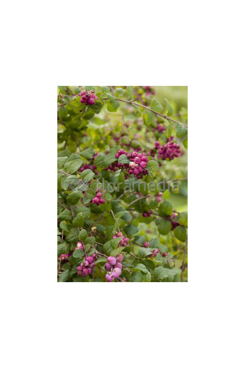 Śnieguliczka Doorenbosa 'Magic Berry' Symphoricarpos × chenaultii