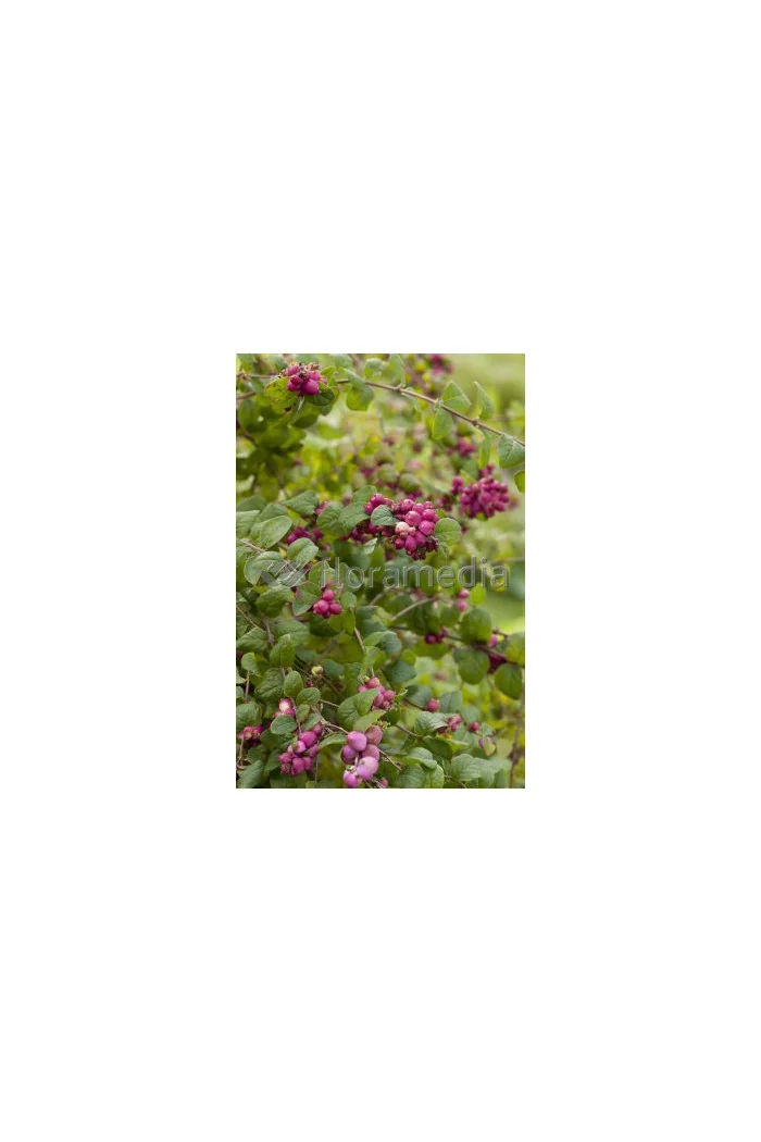 Śnieguliczka Doorenbosa 'Magic Berry' Symphoricarpos × chenaultii