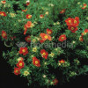 Pięciornik krzewiasty 'Marian Red Robin' Potentilla fruticosa