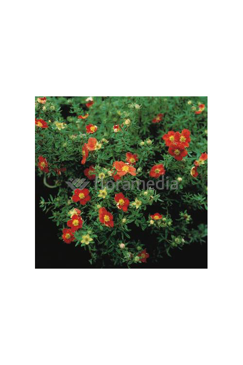 Pięciornik krzewiasty 'Marian Red Robin' Potentilla fruticosa