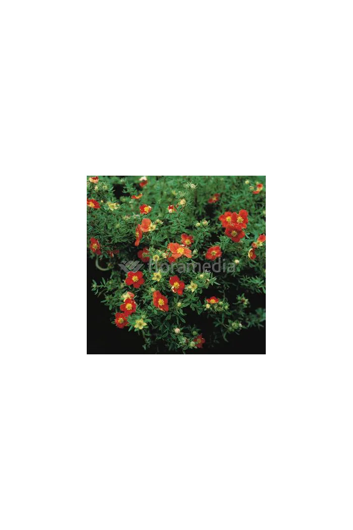 Pięciornik krzewiasty 'Marian Red Robin' Potentilla fruticosa