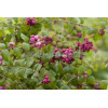 Śnieguliczka Doorenbosa 'Magic Berry' Symphoricarpos × chenaultii