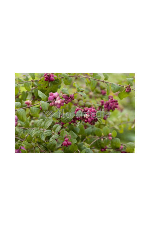 Śnieguliczka Doorenbosa 'Magic Berry' Symphoricarpos × chenaultii