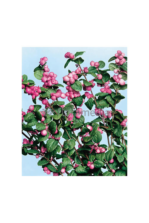 Śnieguliczka Doorenbosa 'Magic Berry' Symphoricarpos × chenaultii
