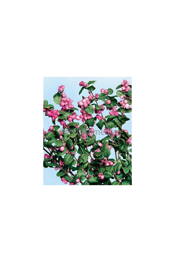 Śnieguliczka Doorenbosa 'Magic Berry' Symphoricarpos × chenaultii