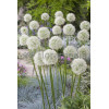 Czosnek 'Mount Everest' Allium