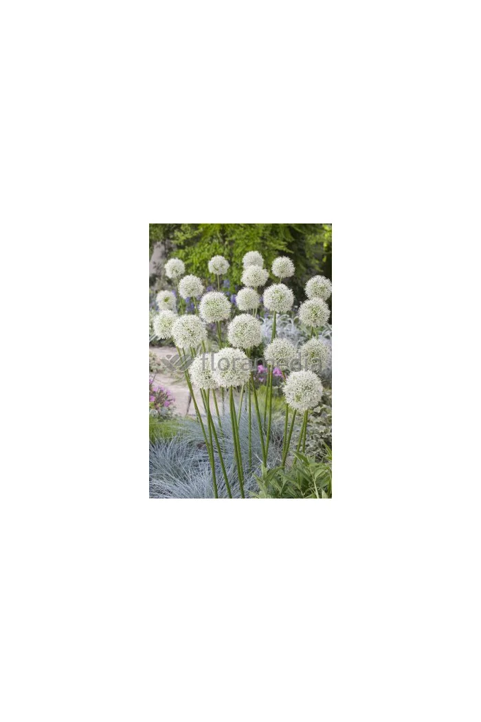 Czosnek 'Mount Everest' Allium