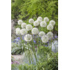 Czosnek 'Mount Everest' Allium