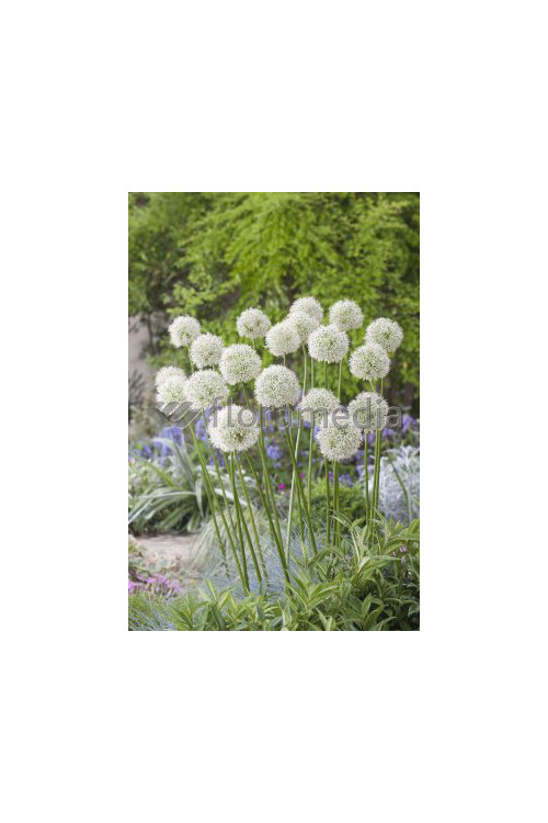 Czosnek 'Mount Everest' Allium