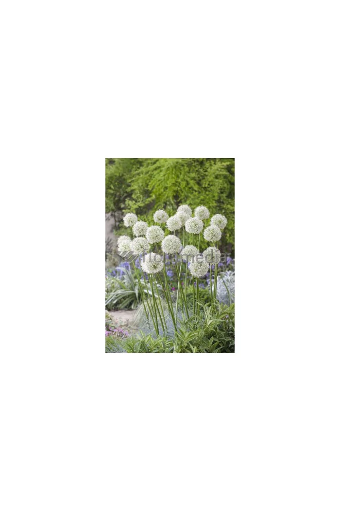 Czosnek 'Mount Everest' Allium