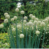 Czosnek 'Mount Everest' Allium