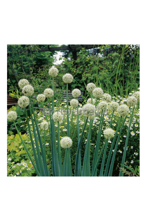 Czosnek 'Mount Everest' Allium