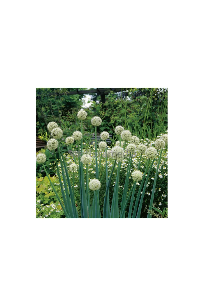 Czosnek 'Mount Everest' Allium