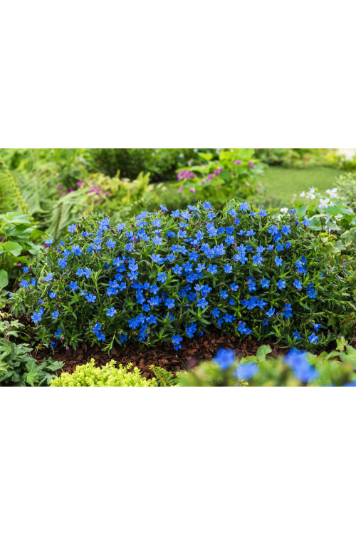 Litodora 'Heavenly Blue' | Lithodora diffusa