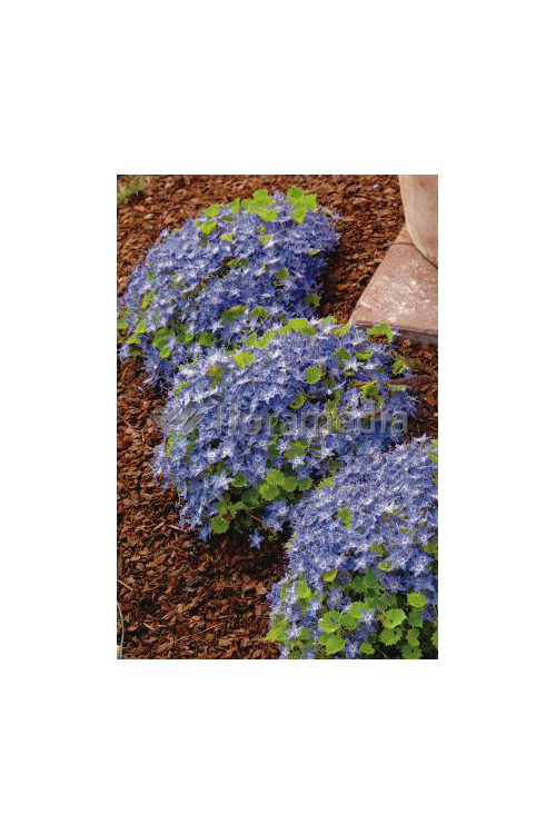 Dzwonek gargański Campanula garganica