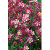 Orlik 'Crimson Star' Aquilegia vulgaris