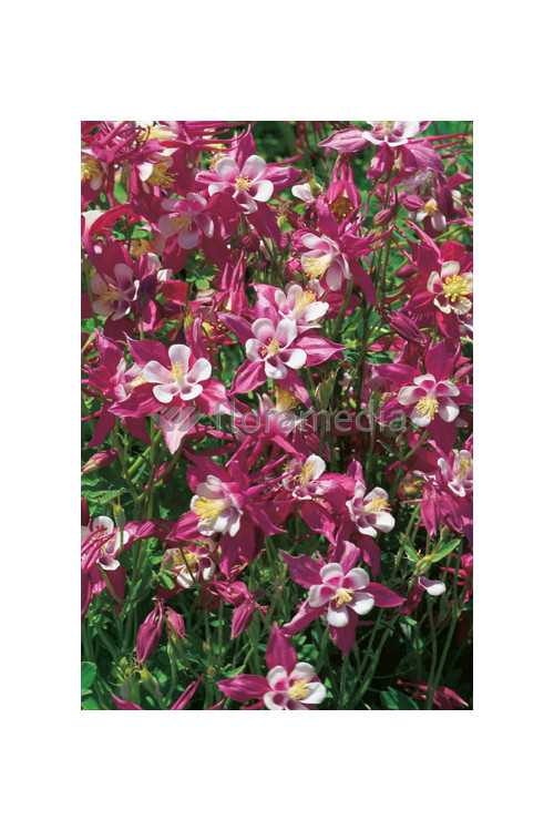 Orlik 'Crimson Star' Aquilegia vulgaris