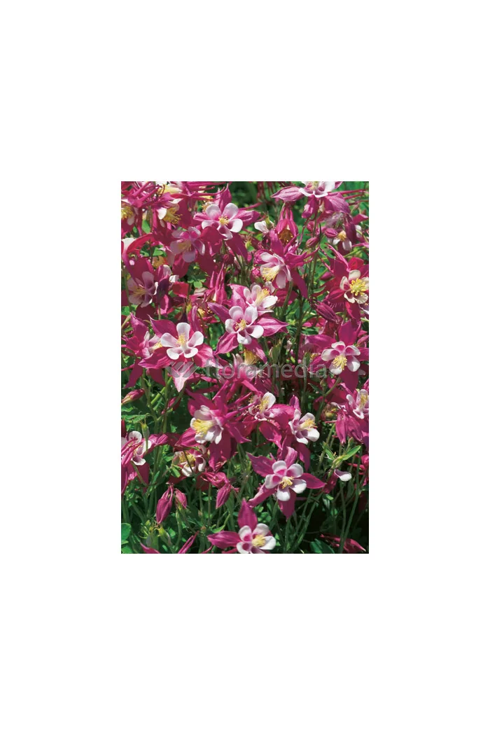 Orlik 'Crimson Star' Aquilegia vulgaris